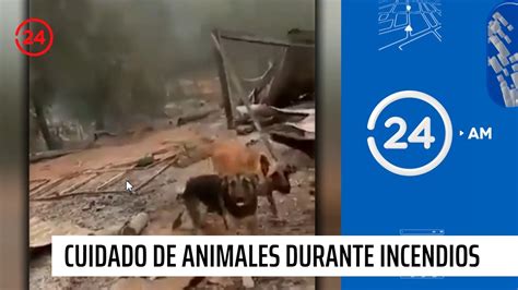 Animales Las otras víctimas de los incendios forestales 24 Horas TVN