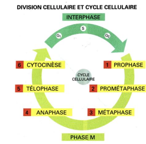 6 Régulation du cycle cellulaire Cartes Quizlet