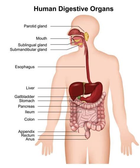 Is your appendix on the left side or the right side of the body?