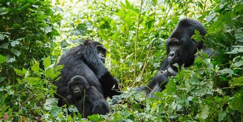 Gorilla Families In Bwindi Impenetrable National Park Africa Adventure Vac