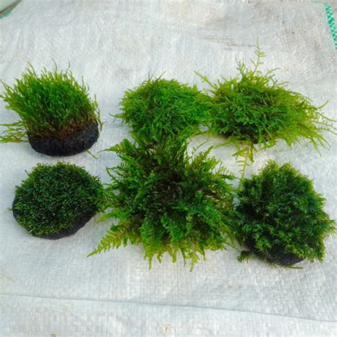 Jual Moss Aquascape Wabikusa Varian Jenis Flame Moss Kab Bogor