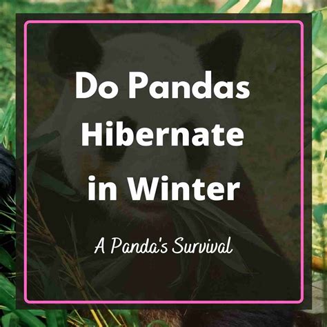Do Giant Pandas Hibernate in Winter? [Solved] – BestofPanda
