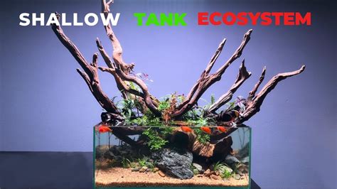 Shallow Tank Ecosystem For Desks Aquascape Tutorial YouTube