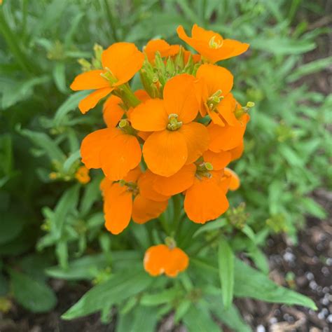 Starter Plant Of Siberian Wallflower Erysimum X Allionii