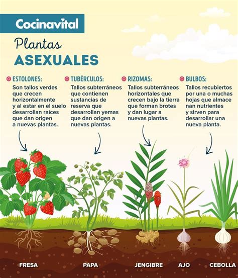 Plantas Para Aromatizar Tu Hogar Que Son F Ciles De Cultivar Artofit