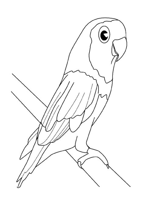 Coloring Pages | Parrot Drawing Coloring Pages