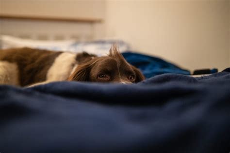 Las 7 Mejores Mantas Impermeables Para Cama De Perro Con Mis Mascotas