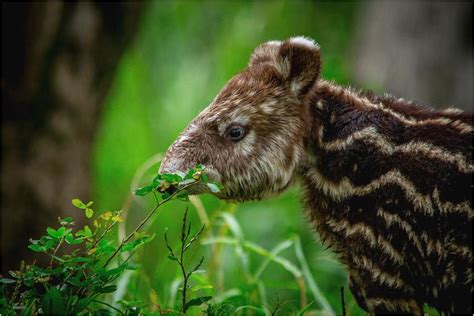 Baby mountain tapir [photo by Sergio Sandoval-A] : r/tapirs