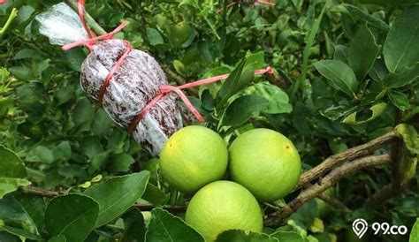 Gambar Pohon Jengkol Berbuah Lebat Pulp