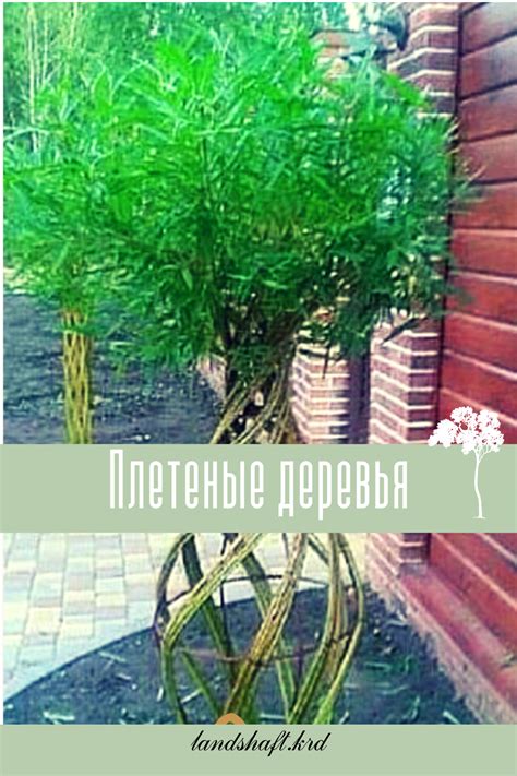 Дерево плетеное из ивы | Herbs, Plants, Garden