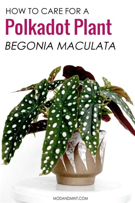 How To Care For A Begonia Maculata How To Care Info