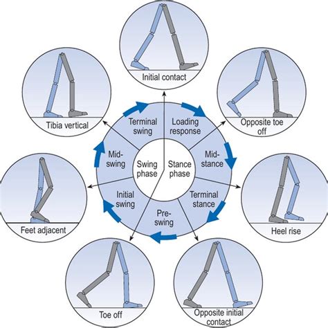 Phases Of The Gait Cycle Described By Whittle [7] It Is Possible To Download Scientific