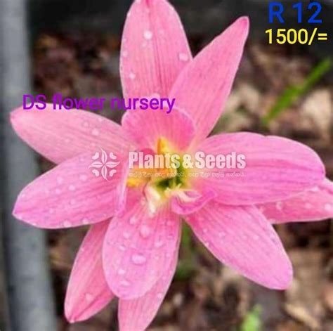 Rain Lilly Flower Plants Plants And Seeds