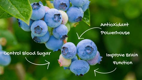 Benefits Of Eating Blueberries Health Benefits Facts Research