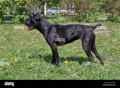 Cane Corso Puppy Is Standing On A Green Grass Cane Corso Italiano Or