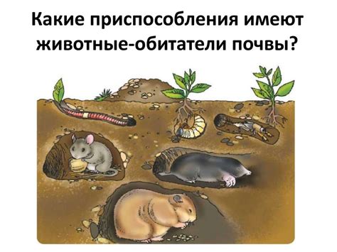 Почвенная среда обитания - презентация онлайн