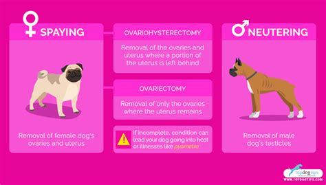 14 Benefits Of Spaying And Neutering Your Dogs