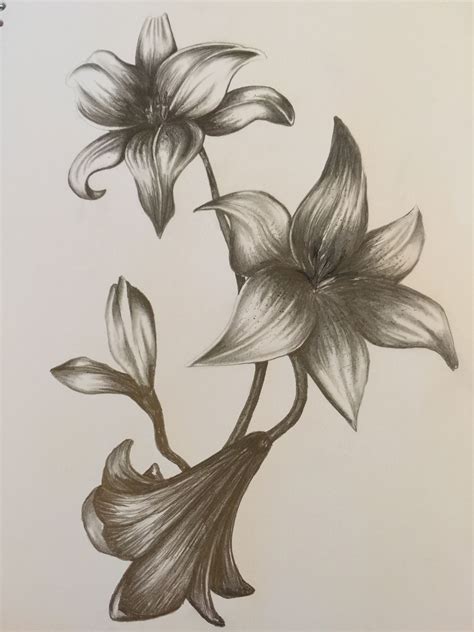 Lily Pencil Drawing Drawing Rjuuc Edu Np