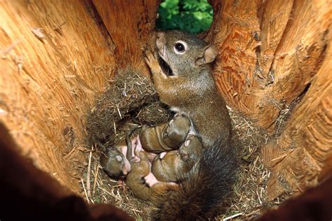 Experts Weigh In On A Viral Photo Of A ‘sexy’ Squirrel From Tokyo