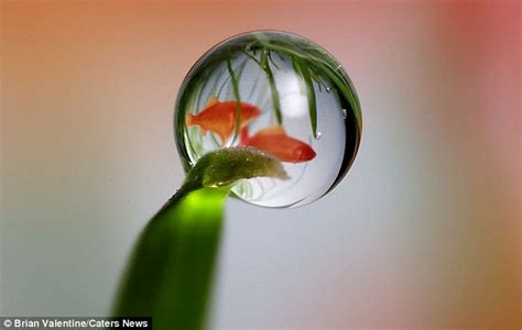 Incredible Images Of Fish Cats And Eyes Captured Through A Single