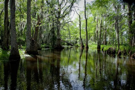 Swamp And Plantation Tour Combo Cajun Encounters Tour Company New Orleans