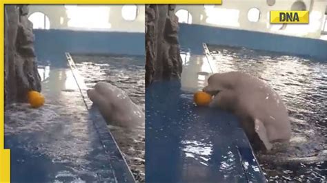 Beluga Whale Skillfully Retrieves Ball Outside Pool Video Goes Viral