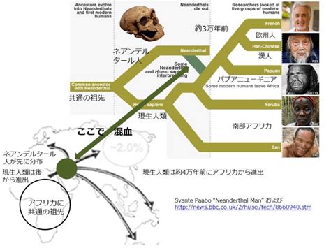 ヒトの進化の過程