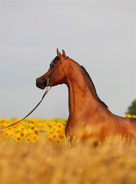 Kahil Al Shaqab 2008 Bay Stallion Marwan Al Shaqab X Ofw Mishaahl