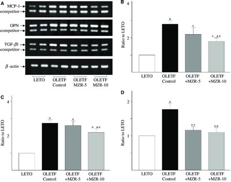 Mcp Osteopontin And Tgf B Mrna Expression In The Renal Cortex Of