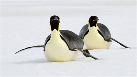 Gay Penguin Couple To Become Dads After Adopting An Egg Hello