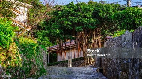 Giant Banyan Tree In Muraya Kinjo Town Shuri Stock Photo Download