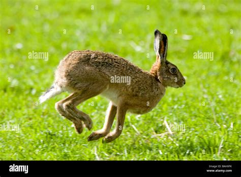 Rabbit hopping wild hi-res stock photography and images - Alamy