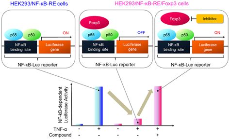 Schematic Presentation Of A Novel Reporter Assay System To Find Foxp3