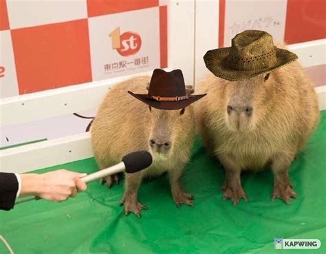 Read Dead Capdemtion 🤠 : r/capybara