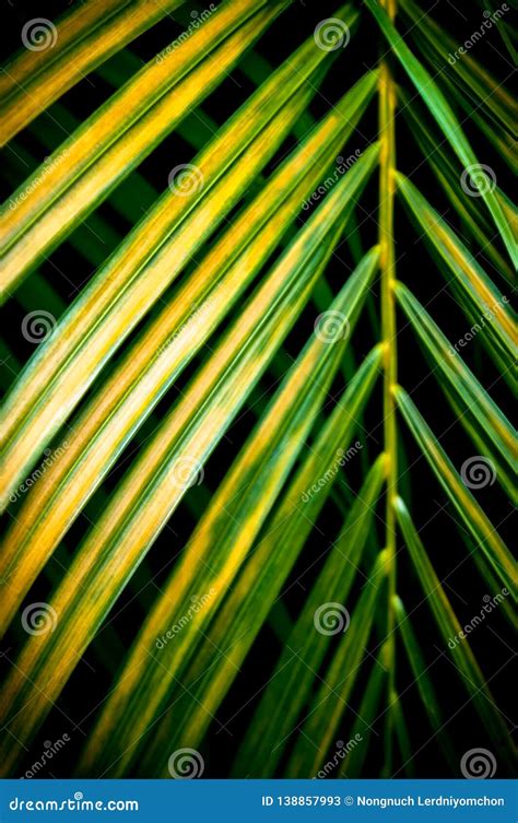 Closeup Coconut Palm Leafgreen Leaves On Dark Backgroundillustration