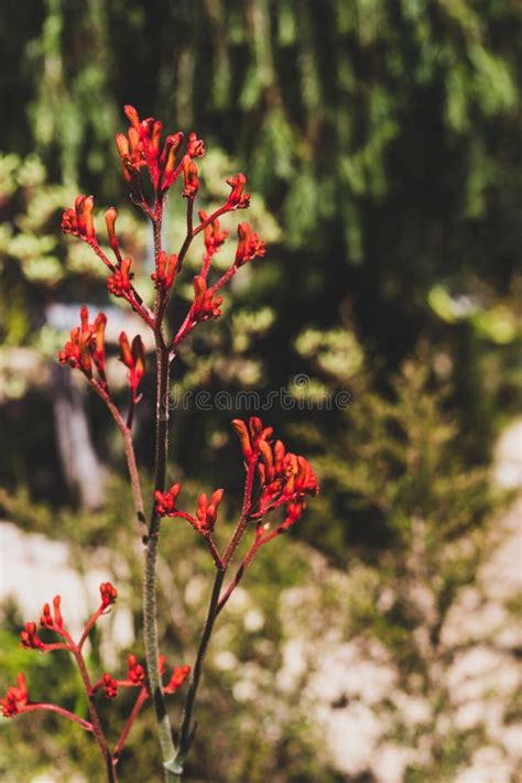 Kangaroo Paw Plants Stock Photos Free And Royalty Free Stock Photos