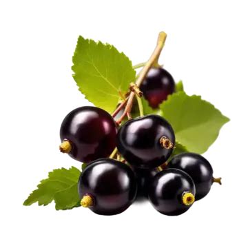 Black Currant With Leaves Black Currant With Leaves Fruit PNG