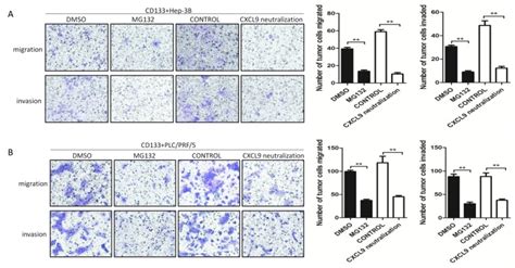 Potential Role Of Cxcl9 Induced By Endothelial Cells Cd133 Liver