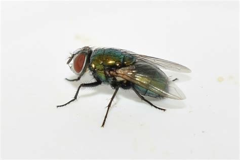 Common European Greenbottle Fly From Pirgi Thermis 811 00 Greece On