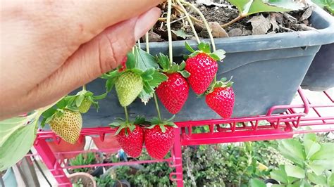 Como Sembrar Y Cultivar Fresas Eficaz Youtube