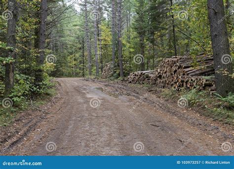 Logging Road In Northern Wisconsin Stock Image Image Of Travel Quiet