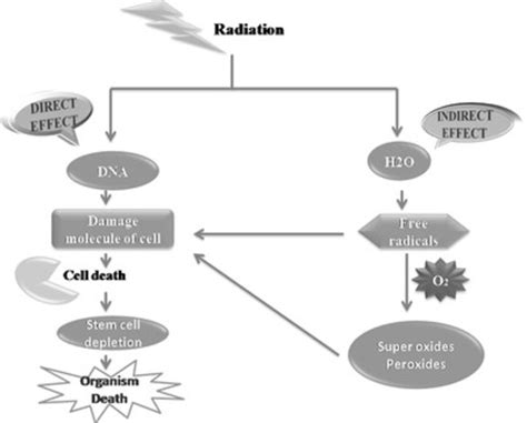 Radiation Damages Dna Both Directly And Indirectly Ionizing Radiation