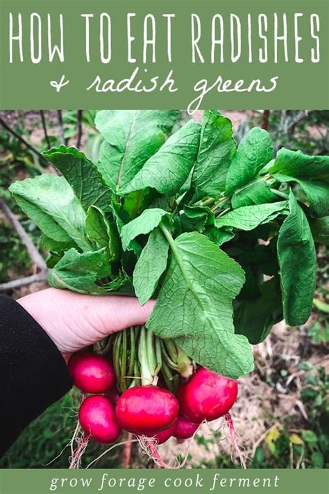 8 Ways To Eat Radishes And Radish Greens Radish Greens Radish Radishes