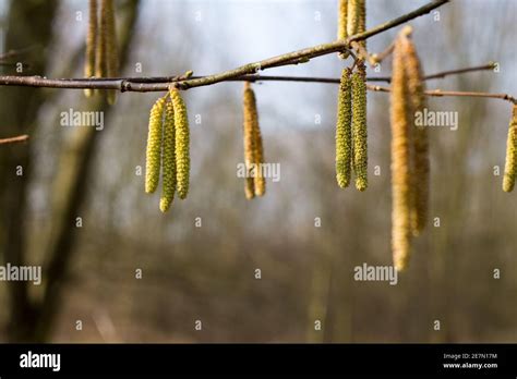 Heuschnupfen Hi Res Stock Photography And Images Alamy