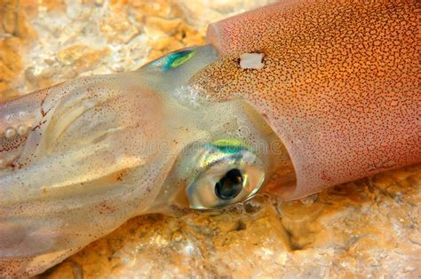 Live Squid Stock Image Image Of Mediterranean Nature 7977111