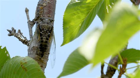 Expert Explains Why Cicadas Are So Loud Right Now Warns Of Significant