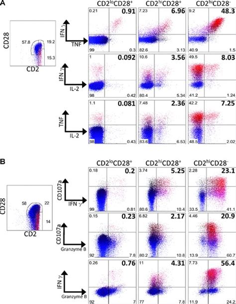 Expression Of Intracellular Cytokines And Cytotoxic Effector Molecules