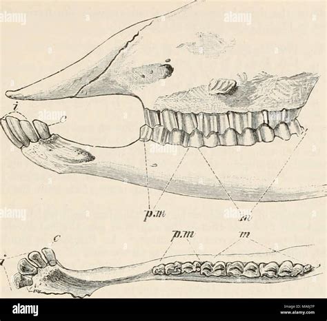 Anatomia Comparata Dei Vertebrati Immagini E Fotografie Stock Ad Alta