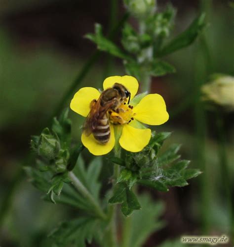 Smagy Pflanzen Insekten Heilkraft Silber Fingerkraut Potentilla