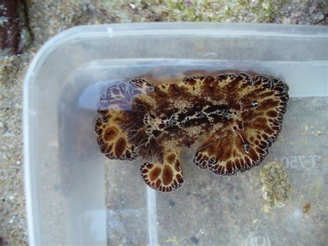 Naturescouter Naked Hermit Crab Nhc S Sentosa Guided Walk